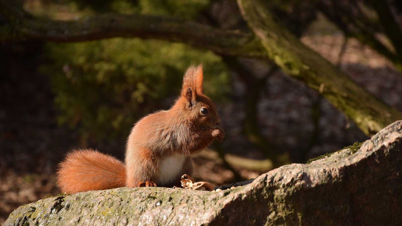 Обои камень, животное, белка, зверек, хвост, белочка, грызун, stone, animal, protein, tail, squirrel, rodent разрешение 2048x1365 Загрузить