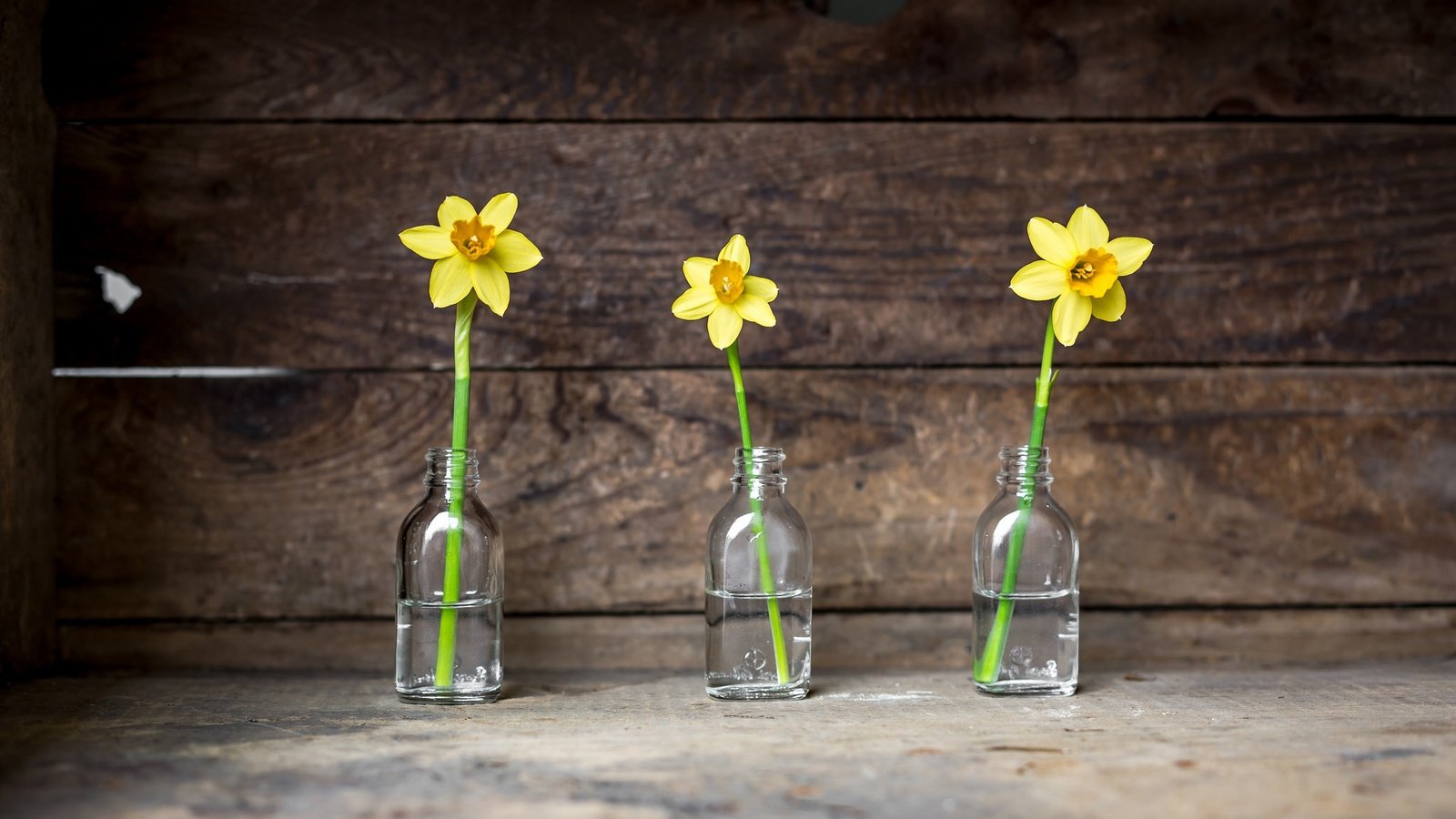 Обои цветы, фон, нарциссы, банки, flowers, background, daffodils, banks разрешение 2048x1365 Загрузить