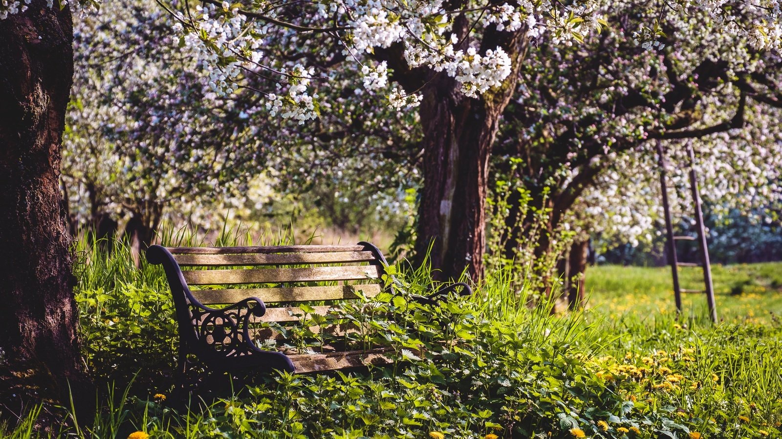 Обои цветы, природа, сад, весна, скамья, яблони, flowers, nature, garden, spring, bench, apple разрешение 2000x1333 Загрузить