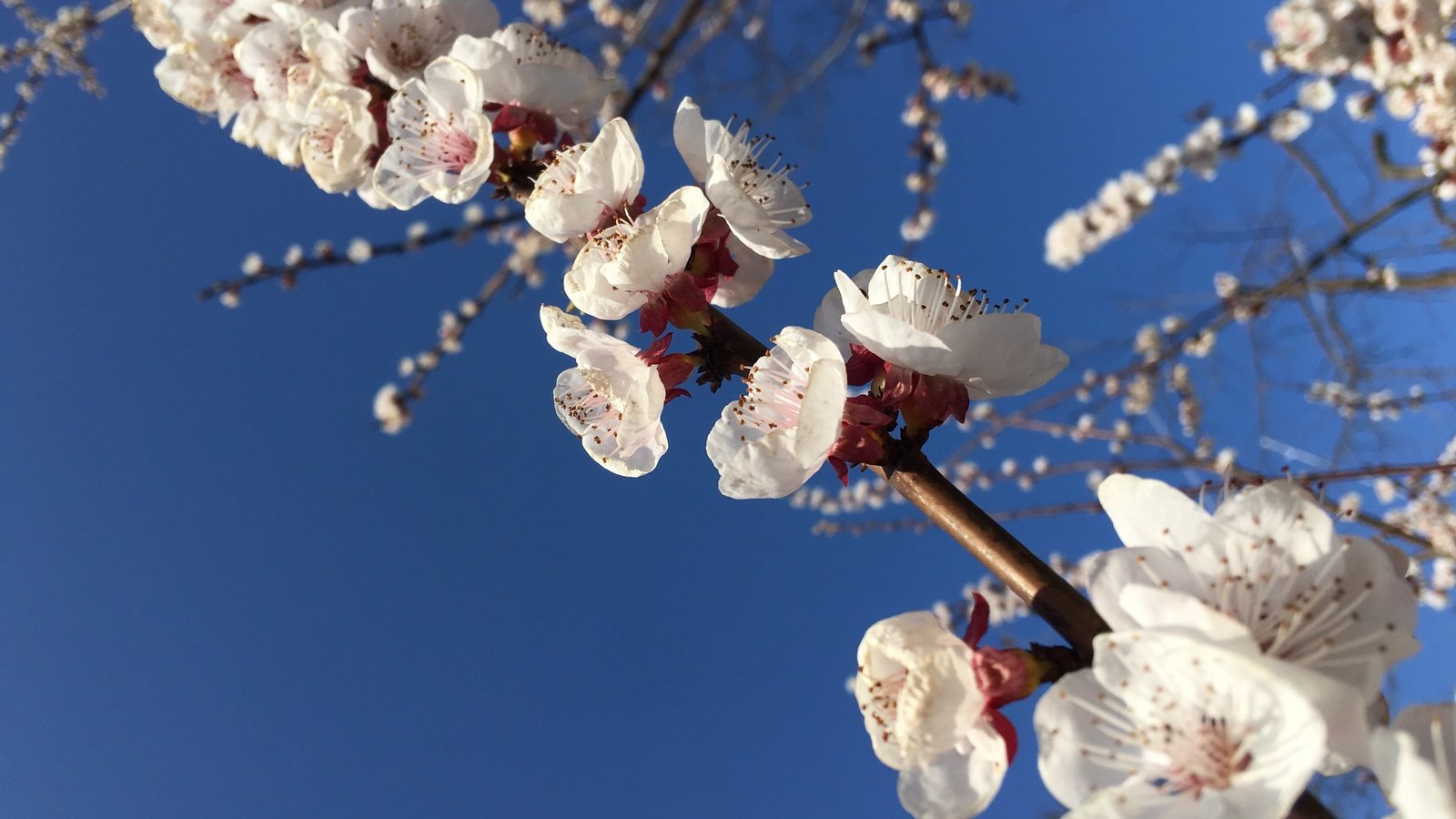 Обои небо, природа, цветение, весна, белые цветы, the sky, nature, flowering, spring, white flowers разрешение 4032x3024 Загрузить