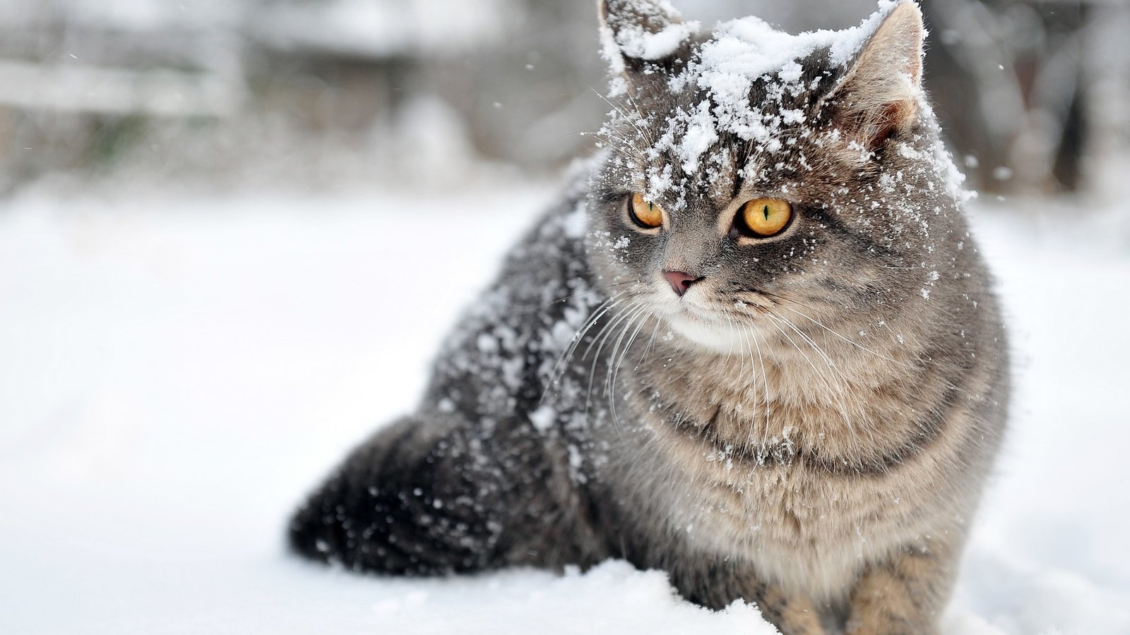 Обои глаза, снег, зима, кот, усы, кошка, взгляд, eyes, snow, winter, cat, mustache, look разрешение 2880x1800 Загрузить