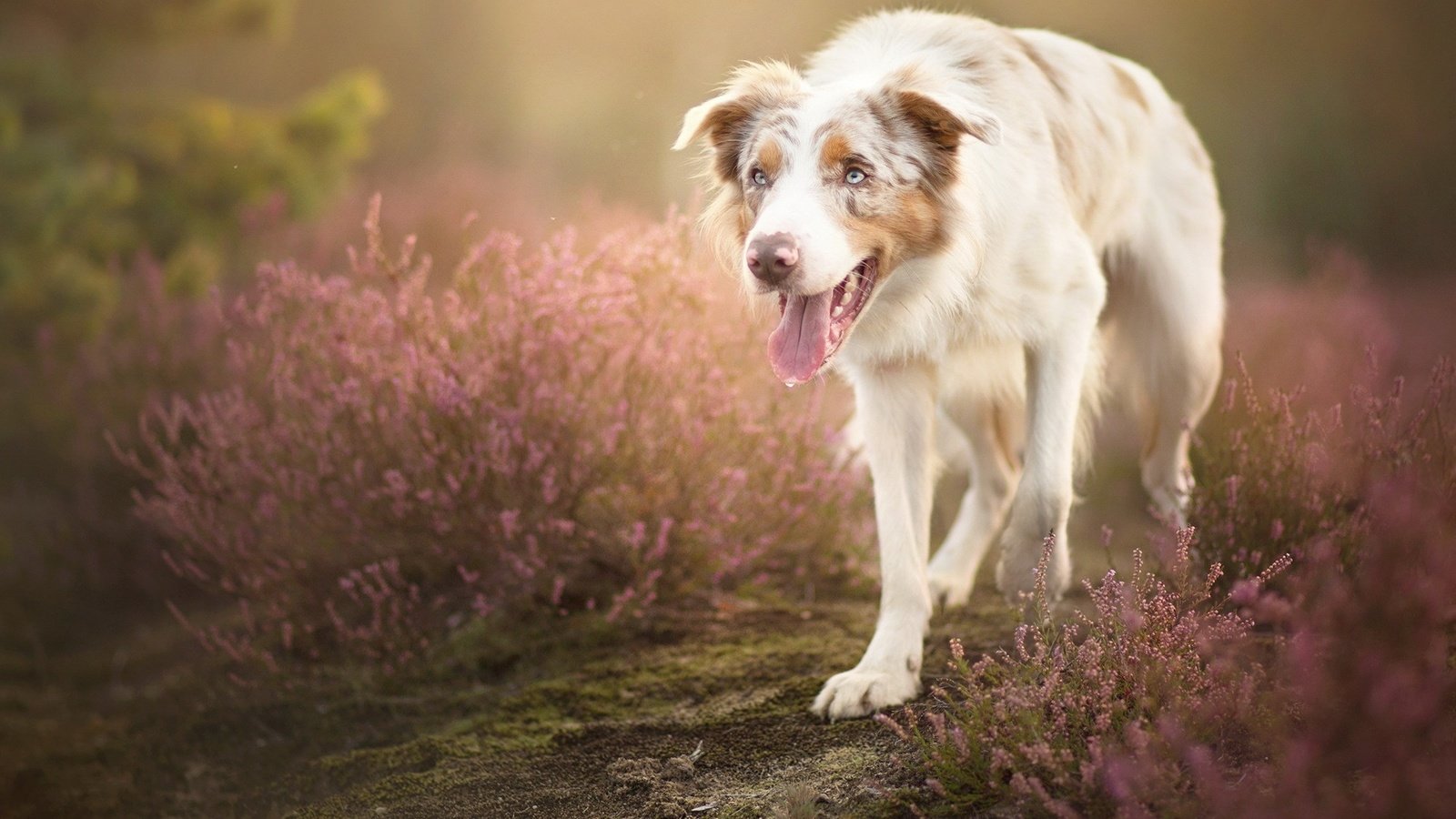 Обои цветы, собака, язык, австралийская овчарка, alicja zmysłowska, sorin, flowers, dog, language, australian shepherd разрешение 1999x1264 Загрузить