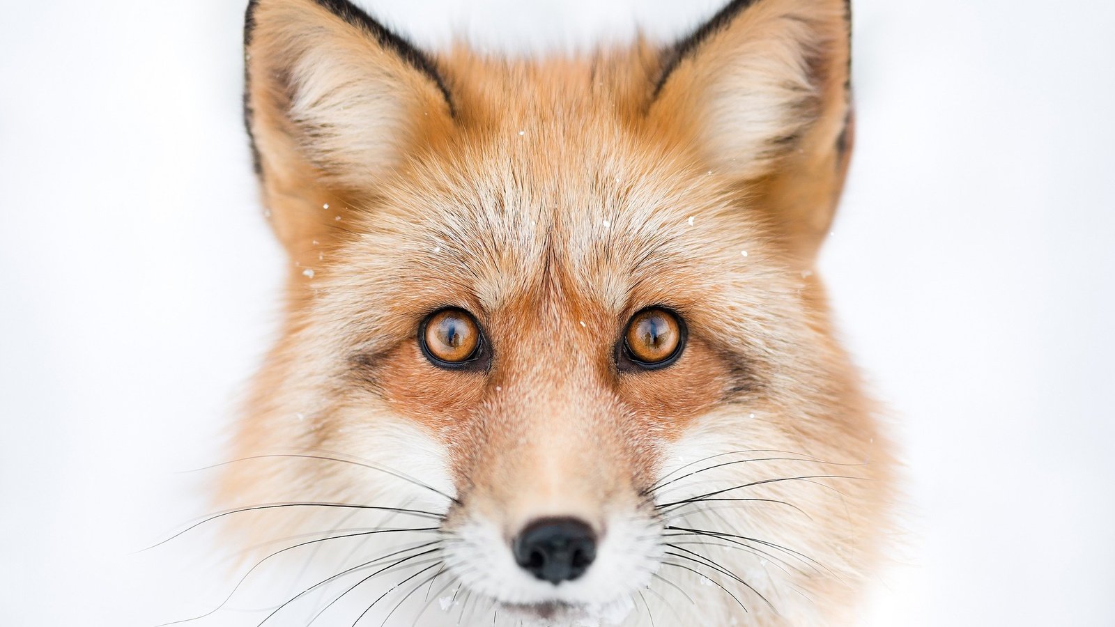 Обои глаза, морда, взгляд, лиса, лисица, белый фон, животное, eyes, face, look, fox, white background, animal разрешение 2048x1365 Загрузить