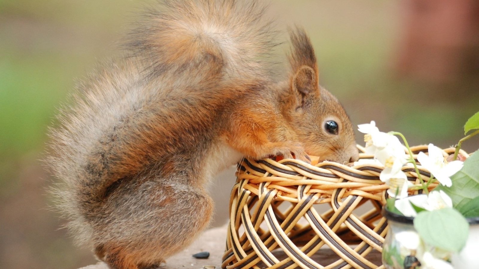 Обои цветы, корзина, белка, хвост, белочка, грызун, flowers, basket, protein, tail, squirrel, rodent разрешение 1920x1286 Загрузить