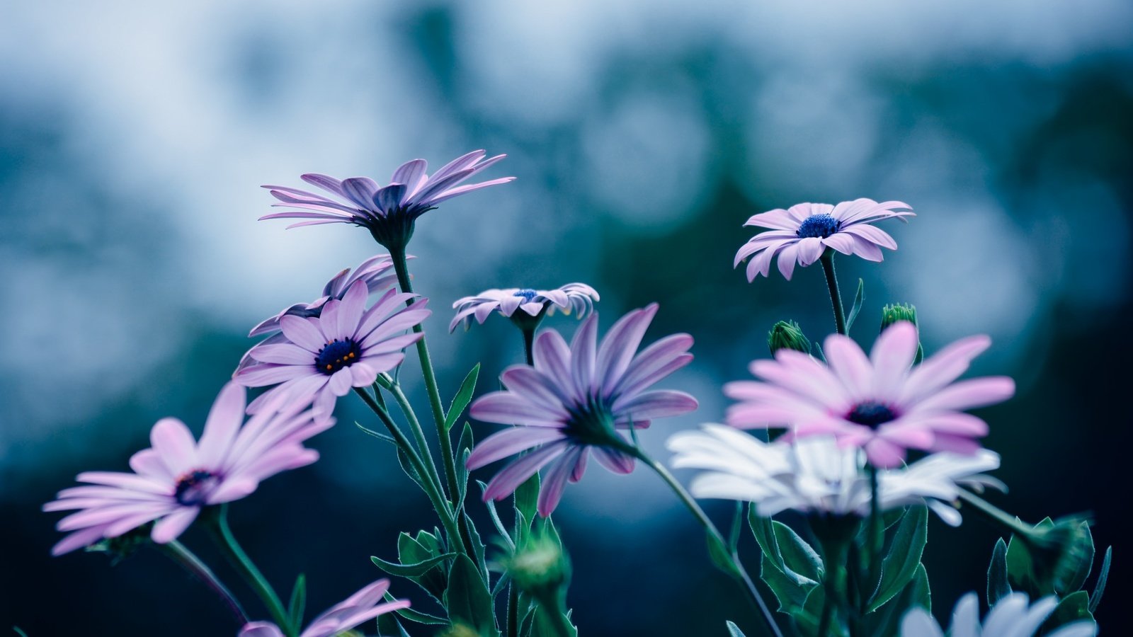 Обои цветы, лепестки, остеоспермум, flowers, petals, osteospermum разрешение 2048x1395 Загрузить