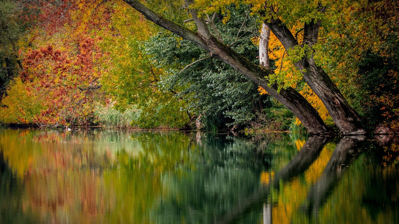 природа река отражение деревья осень без смс