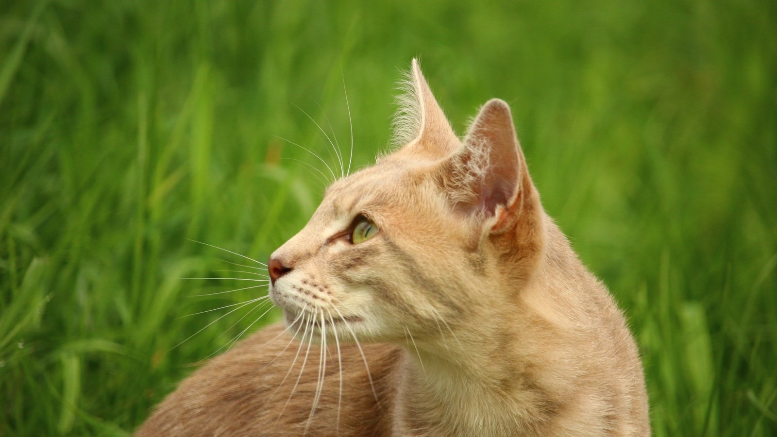 Обои глаза, трава, кот, кошка, животное, eyes, grass, cat, animal разрешение 5184x3456 Загрузить