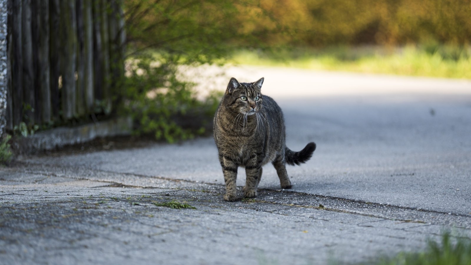 Обои кот, кошка, взгляд, серый, улица, cat, look, grey, street разрешение 6016x4016 Загрузить