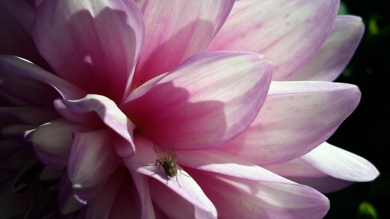 Обои макро, цветок, лето, розовый, муха, георгин, macro, flower, summer, pink, fly, dahlia разрешение 3264x2448 Загрузить