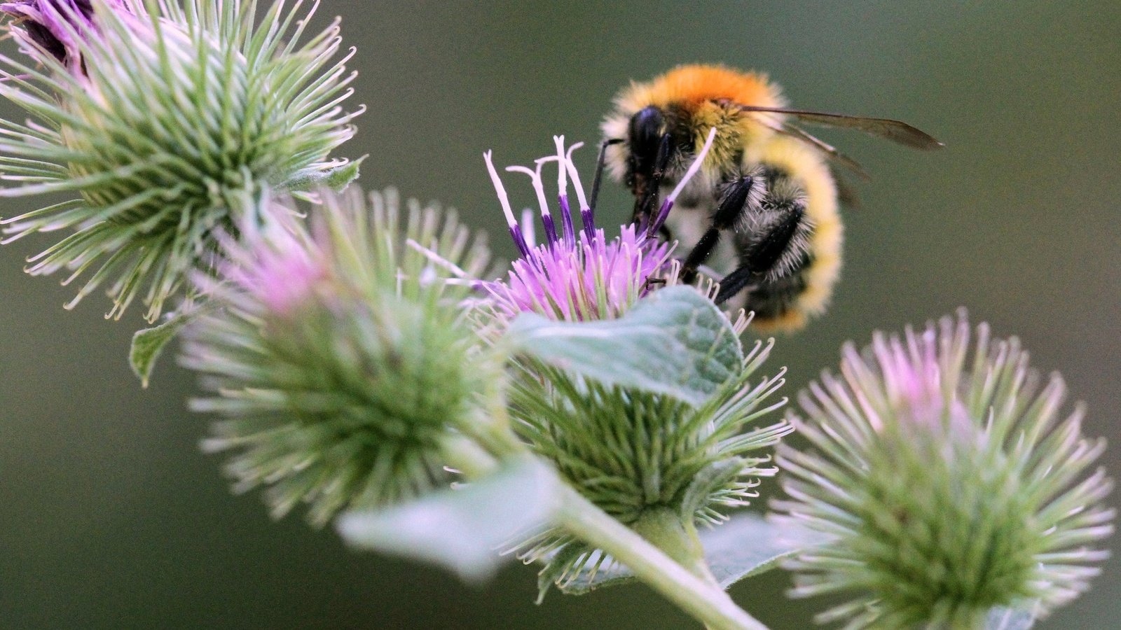 Обои насекомое, колючки, растение, пчела, боке, чертополох, insect, barb, plant, bee, bokeh, thistle разрешение 2048x1433 Загрузить