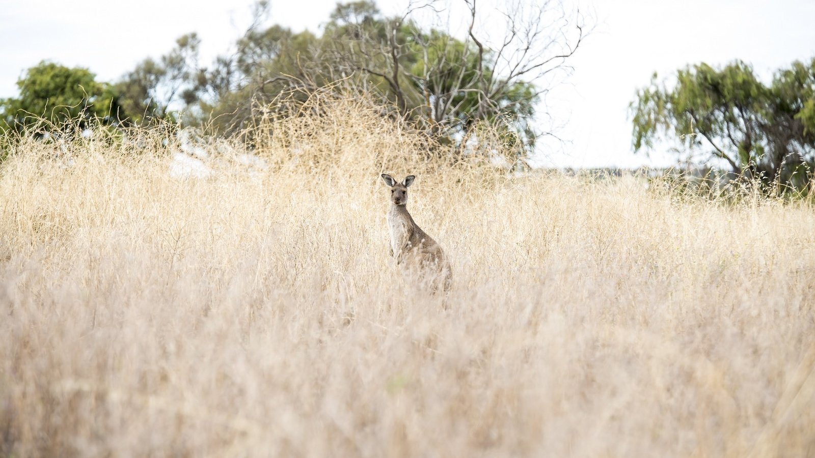 Обои природа, животное, австралия, кенгуру, nature, animal, australia, kangaroo разрешение 2048x1371 Загрузить