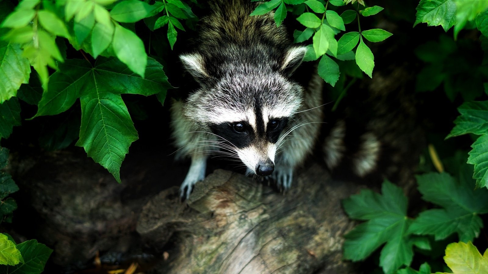 природа животные енот nature animals raccoon скачать