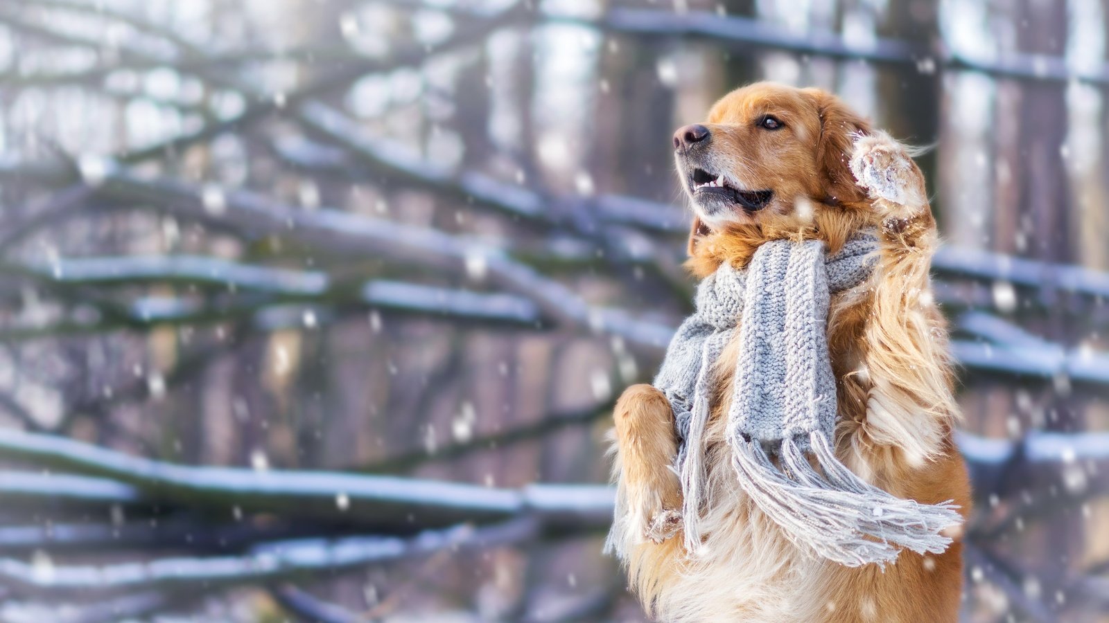 Обои снег, зима, настроение, собака, шарф, стойка, золотистый ретривер, snow, winter, mood, dog, scarf, stand, golden retriever разрешение 4608x3072 Загрузить