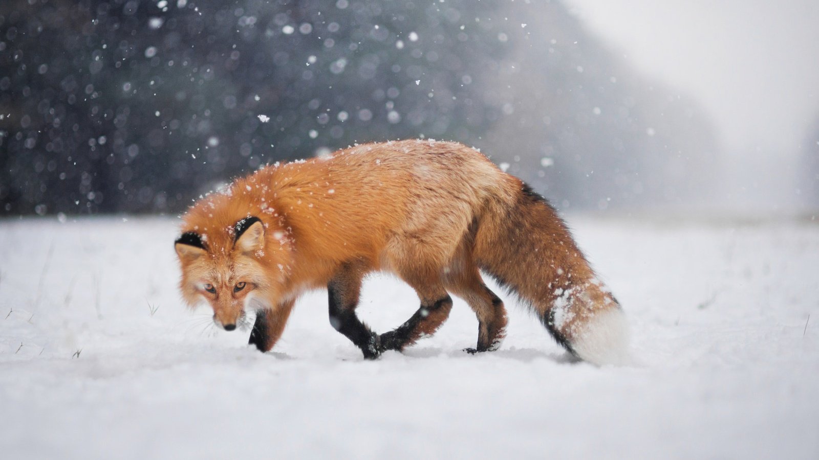 Обои снег, зима, взгляд, лиса, лисица, боке, snow, winter, look, fox, bokeh разрешение 2048x1367 Загрузить