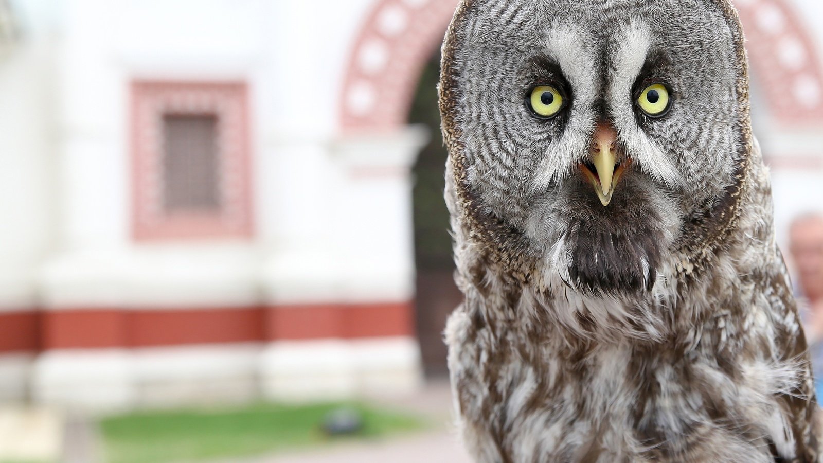 Обои сова, птица, клюв, перья, филин, неясыть, владимир милосердов, owl, bird, beak, feathers, vladimir miloserdov разрешение 3000x2551 Загрузить