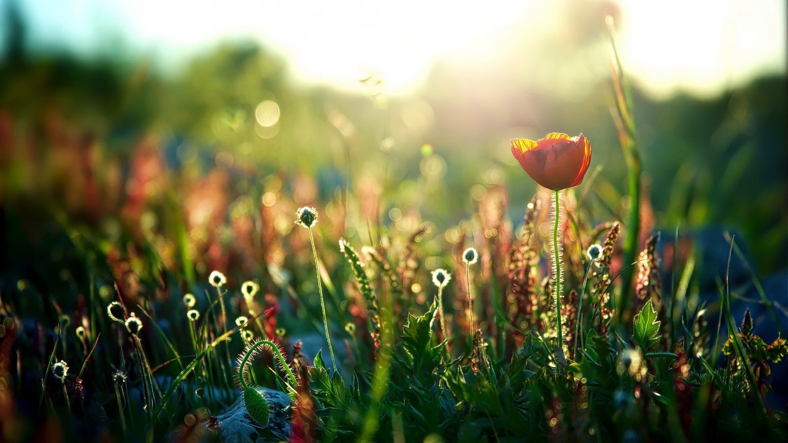 Обои свет, цветы, природа, поле, маки, light, flowers, nature, field, maki разрешение 2048x1232 Загрузить