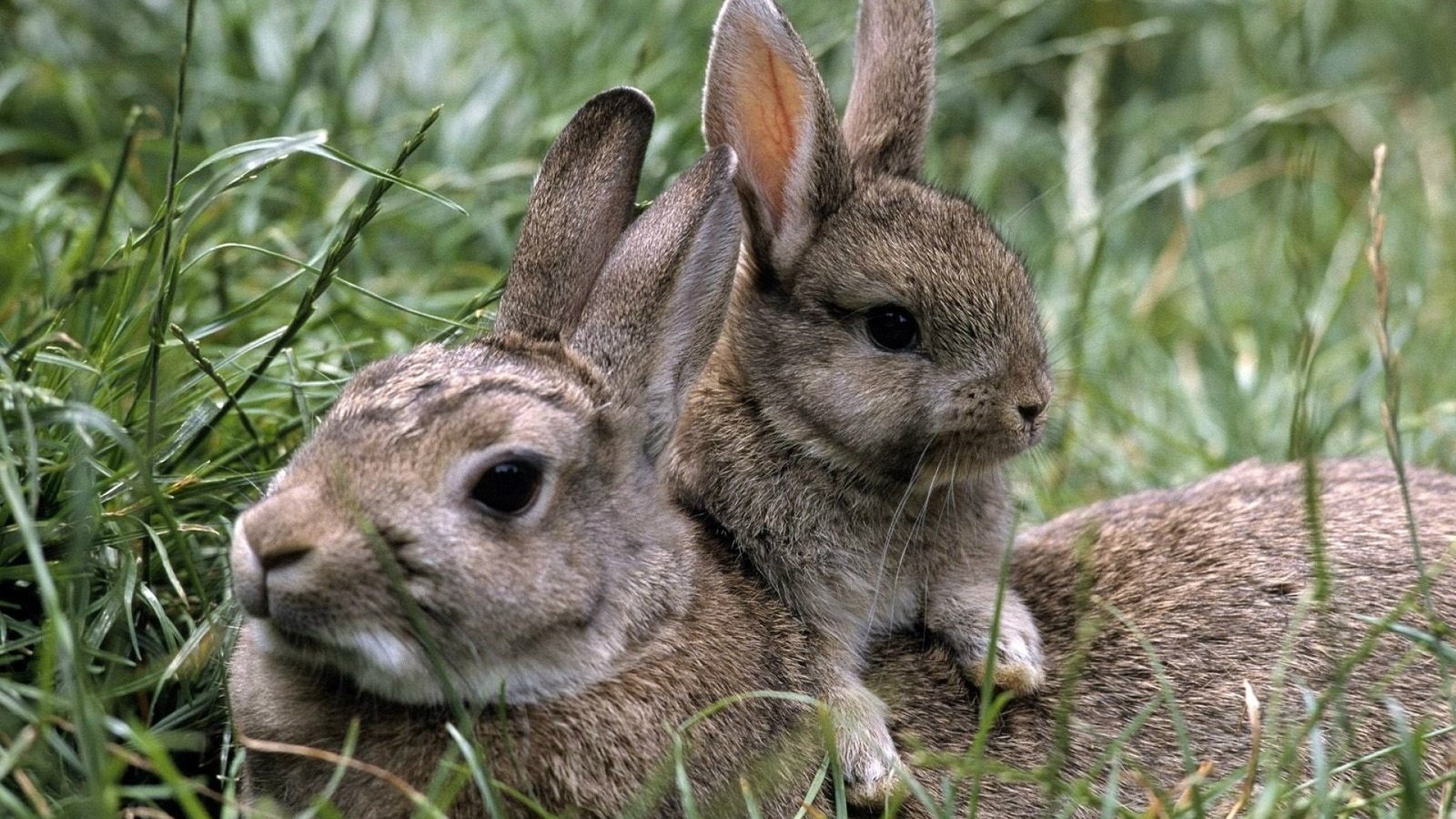 Обои трава, природа, лето, кролики, зайцы, grass, nature, summer, rabbits разрешение 1920x1285 Загрузить