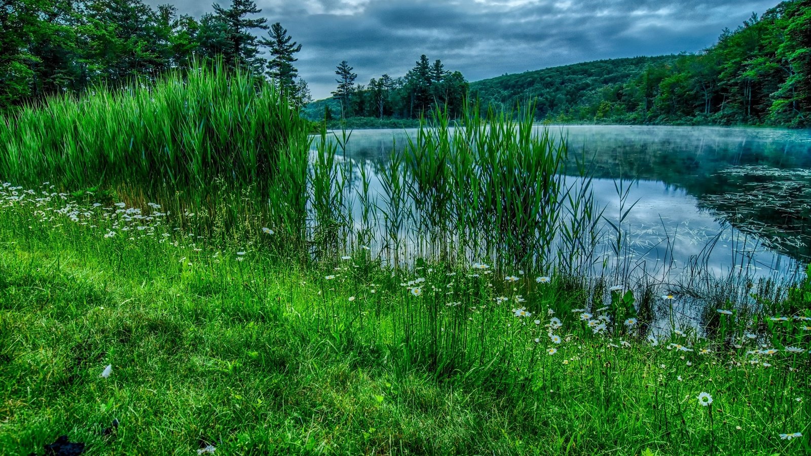 Обои небо, лето, цветы, трава, облака, деревья, река, природа, лес, the sky, summer, flowers, grass, clouds, trees, river, nature, forest разрешение 3021x2000 Загрузить