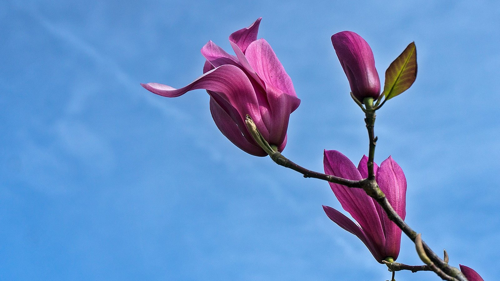 Обои небо, цветы, ветка, весна, магнолия, the sky, flowers, branch, spring, magnolia разрешение 1943x1380 Загрузить