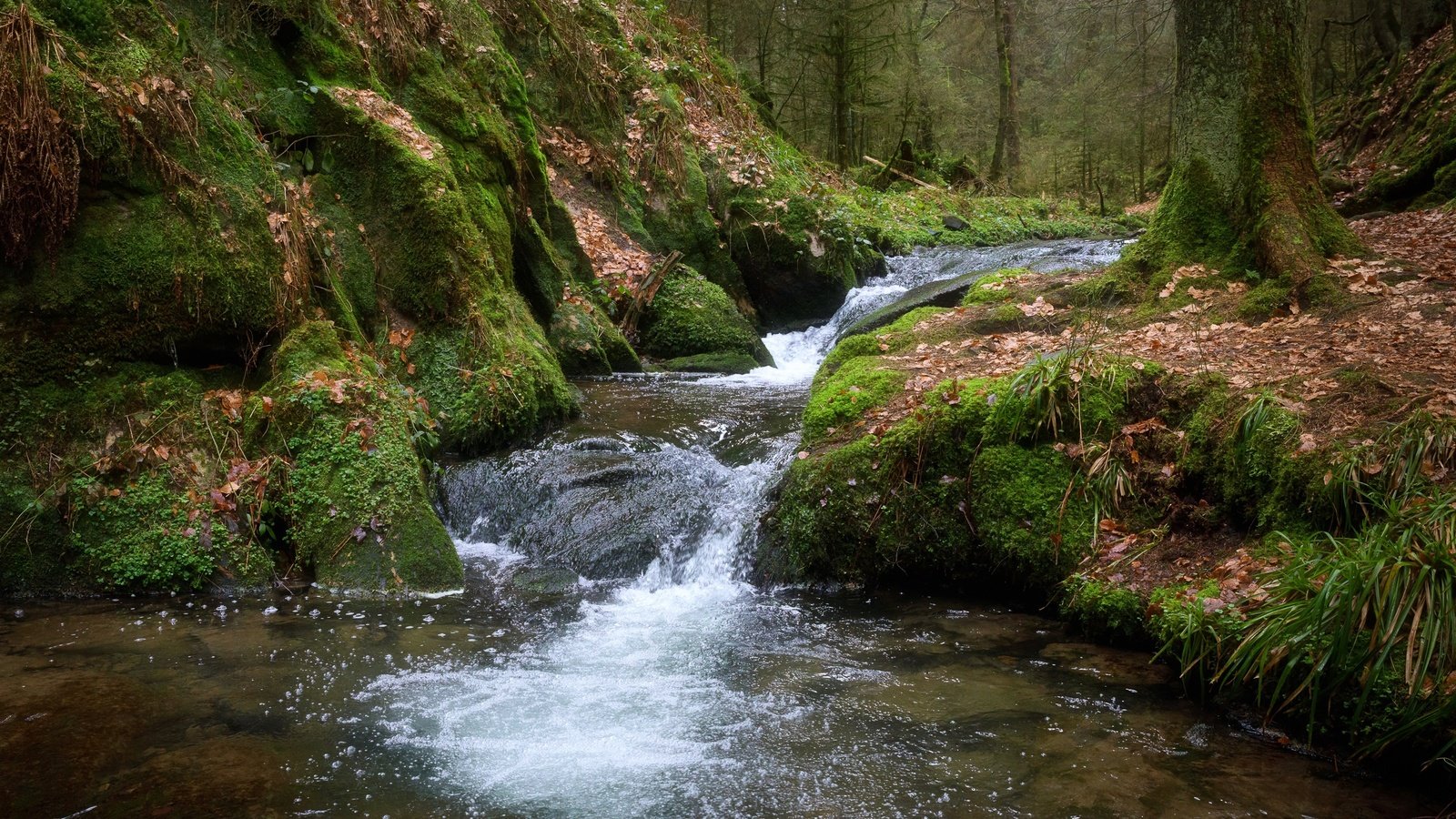 Обои деревья, вода, лес, ручей, поток, мох, trees, water, forest, stream, moss разрешение 2400x1600 Загрузить