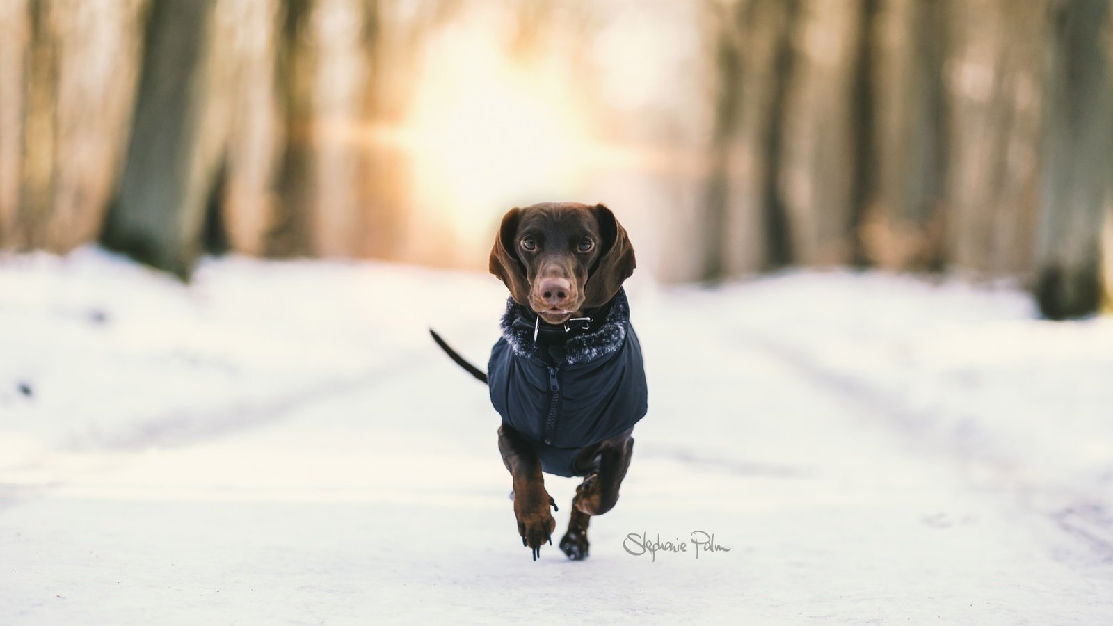 Обои снег, зима, фон, собака, такса, бег, snow, winter, background, dog, dachshund, running разрешение 2048x1365 Загрузить