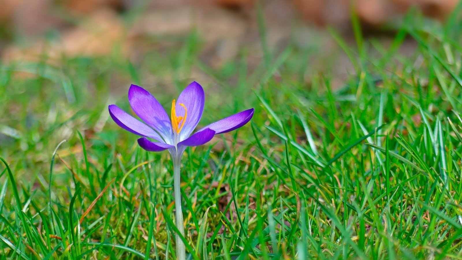 Обои трава, цветок, весна, крокус, grass, flower, spring, krokus разрешение 2880x1819 Загрузить