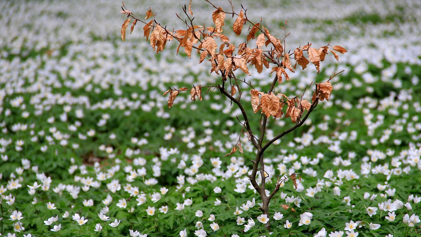 Обои цветы, природа, поле, весна, куст, flowers, nature, field, spring, bush разрешение 2560x1599 Загрузить