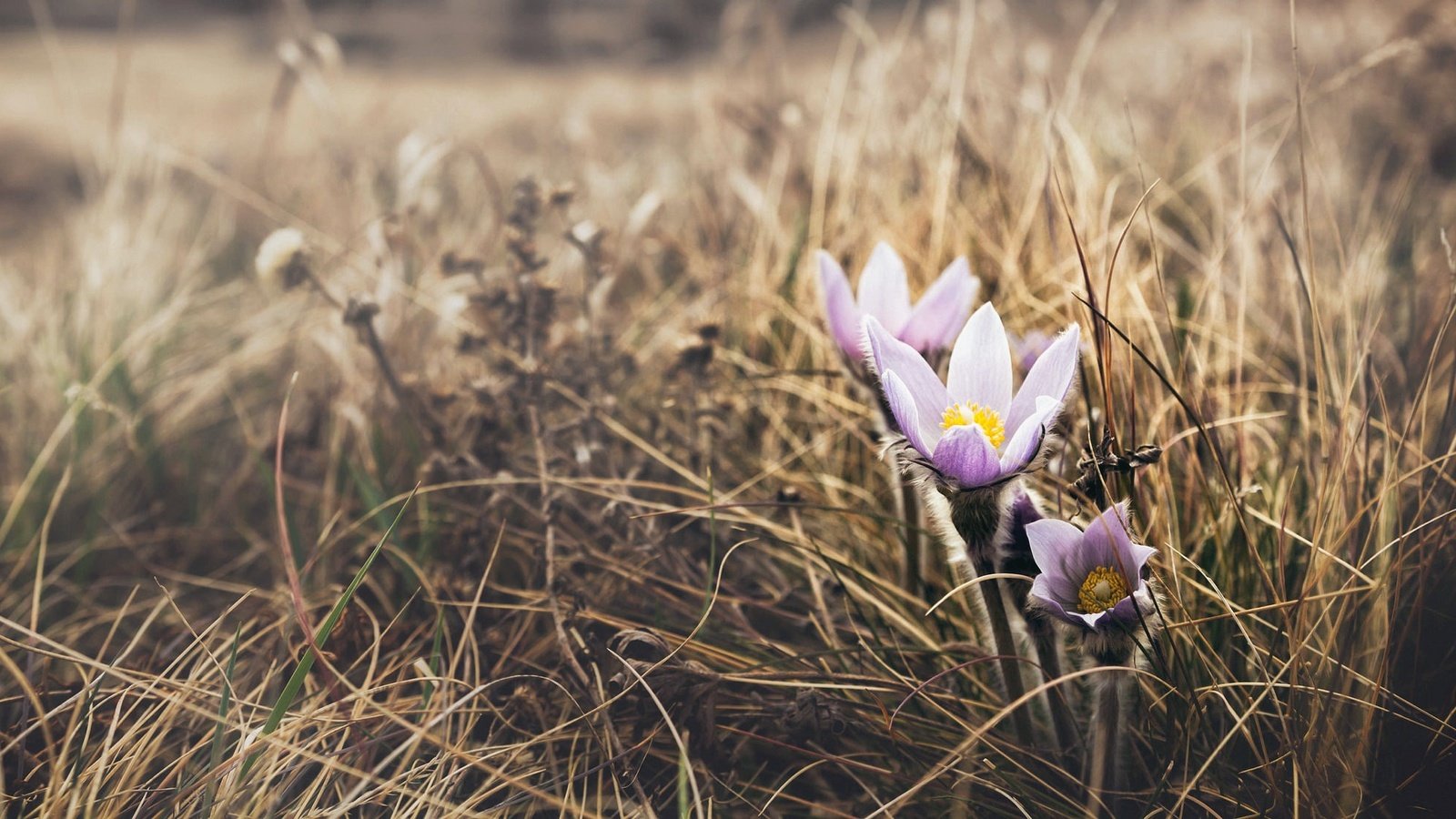 Обои цветы, природа, весна, сон-трава, прострел, flowers, nature, spring, sleep-grass, cross разрешение 2048x1112 Загрузить