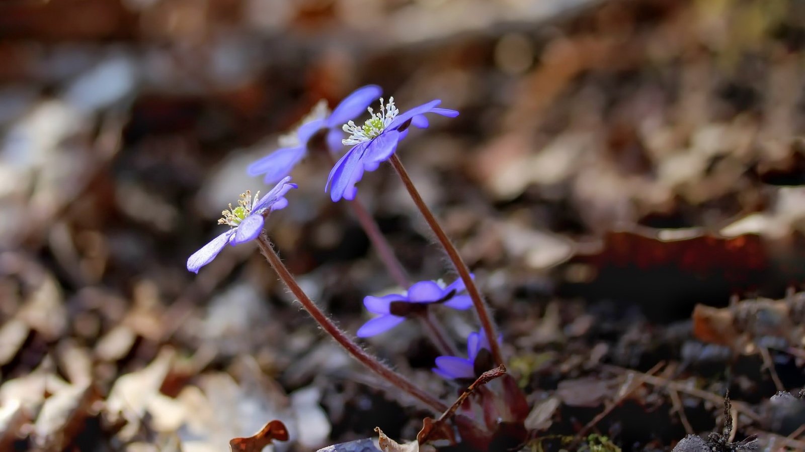 Обои цветы, природа, весна, пролеска, flowers, nature, spring, scilla разрешение 2048x1445 Загрузить