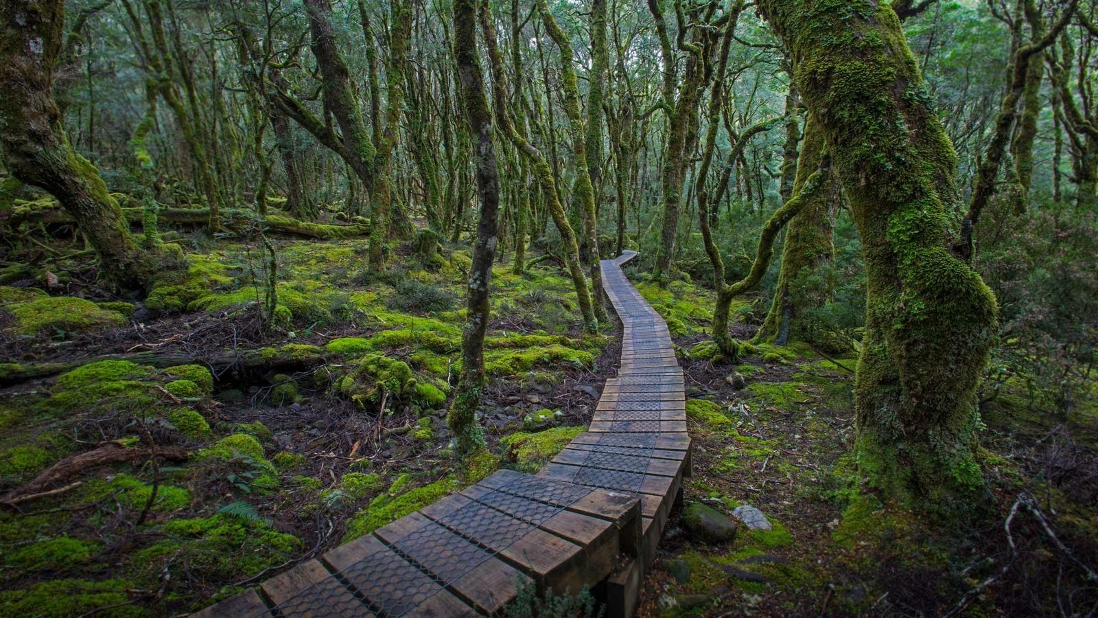 Обои деревья, лес, дорожка, мох, австралия, тасмания, настил, trees, forest, track, moss, australia, tasmania, flooring разрешение 1920x1080 Загрузить