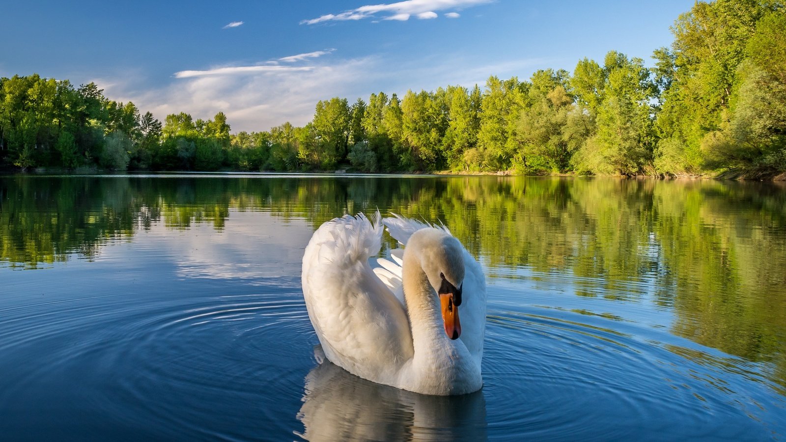 Обои деревья, озеро, природа, отражение, пейзаж, птица, лебедь, trees, lake, nature, reflection, landscape, bird, swan разрешение 2048x1280 Загрузить