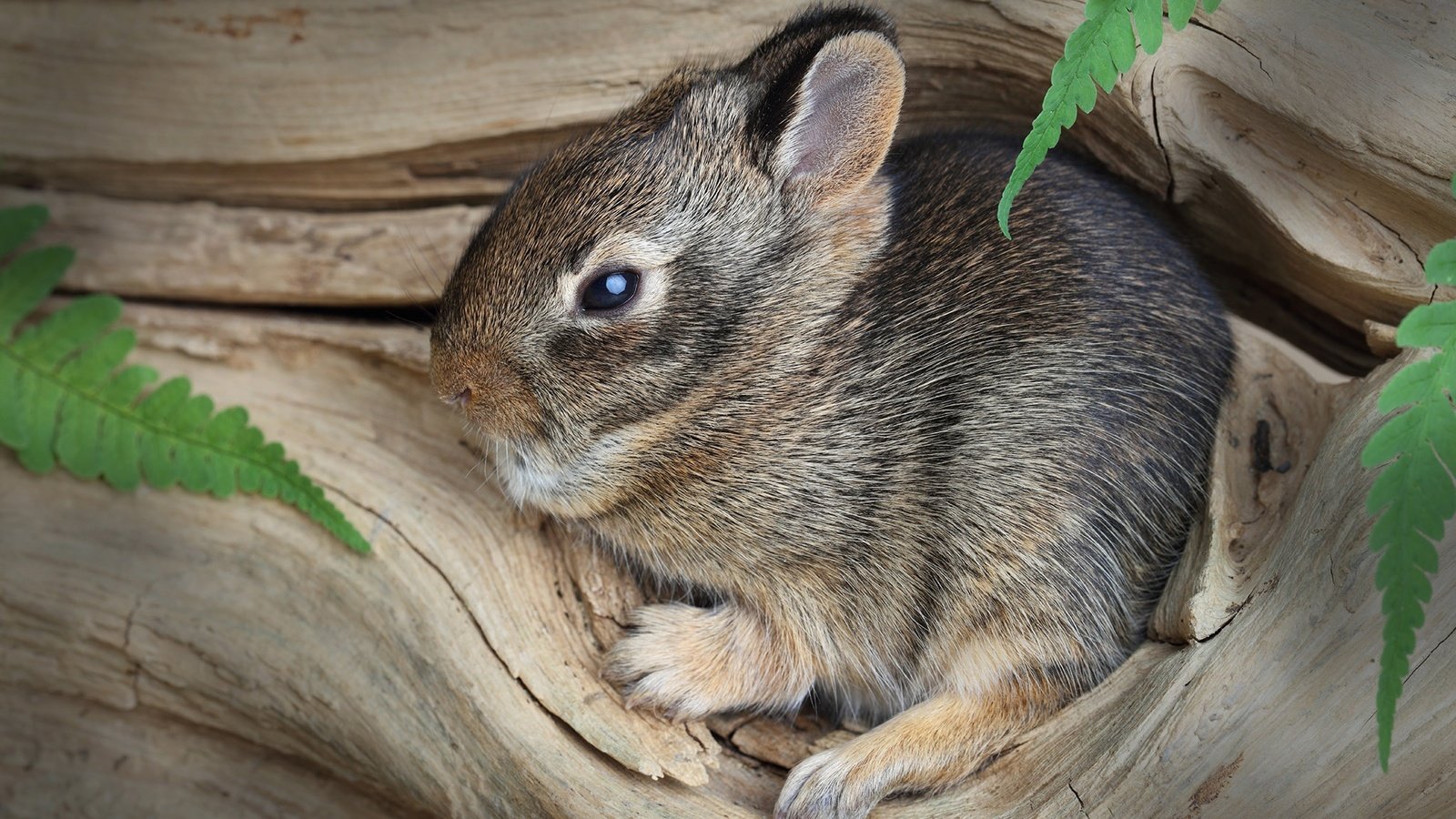 Обои дерево, кролик, животное, малыш, заяц, зайчонок, tree, rabbit, animal, baby, hare разрешение 2048x1327 Загрузить