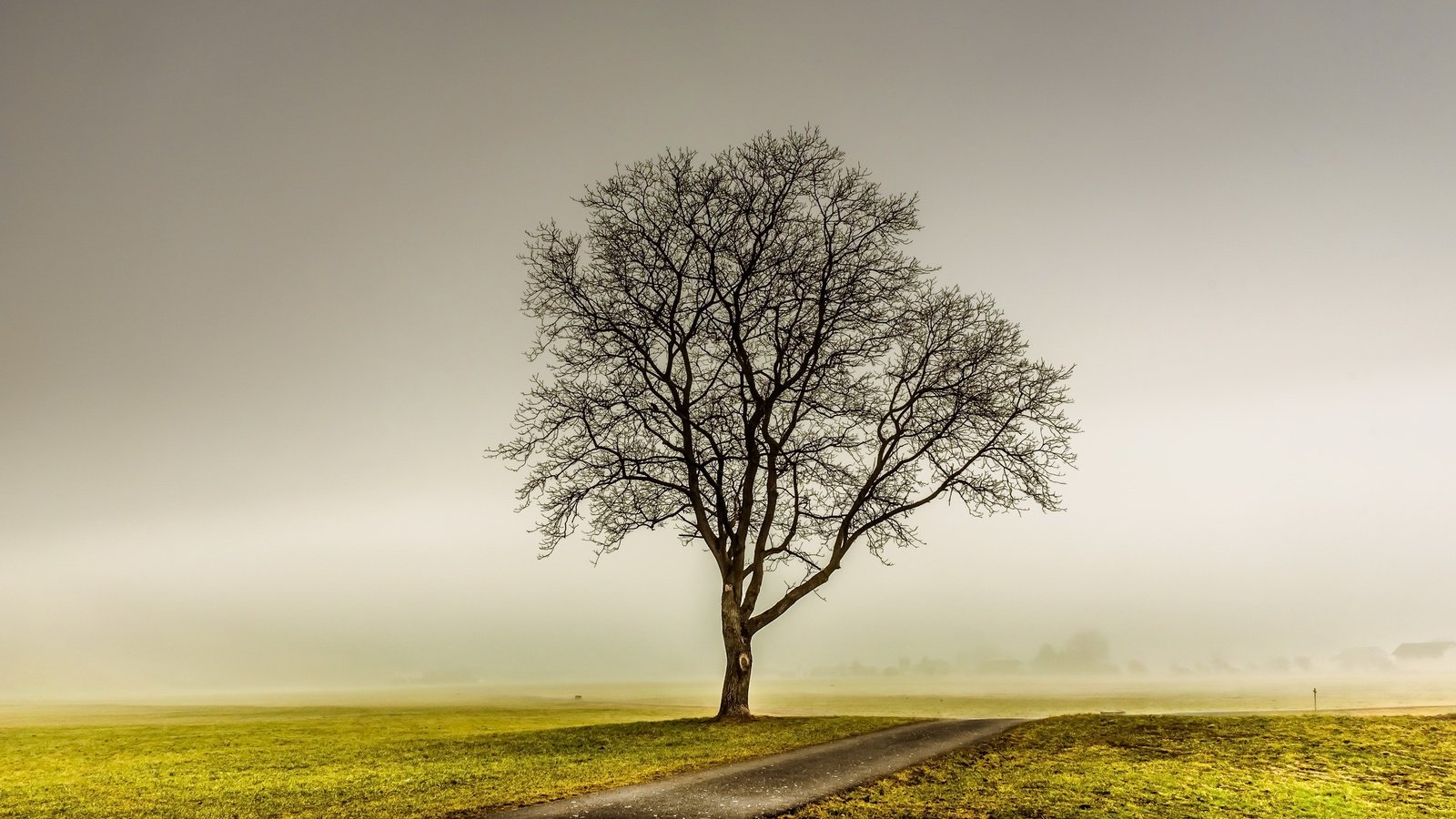 Обои дорога, дерево, туман, поле, road, tree, fog, field разрешение 2560x1709 Загрузить