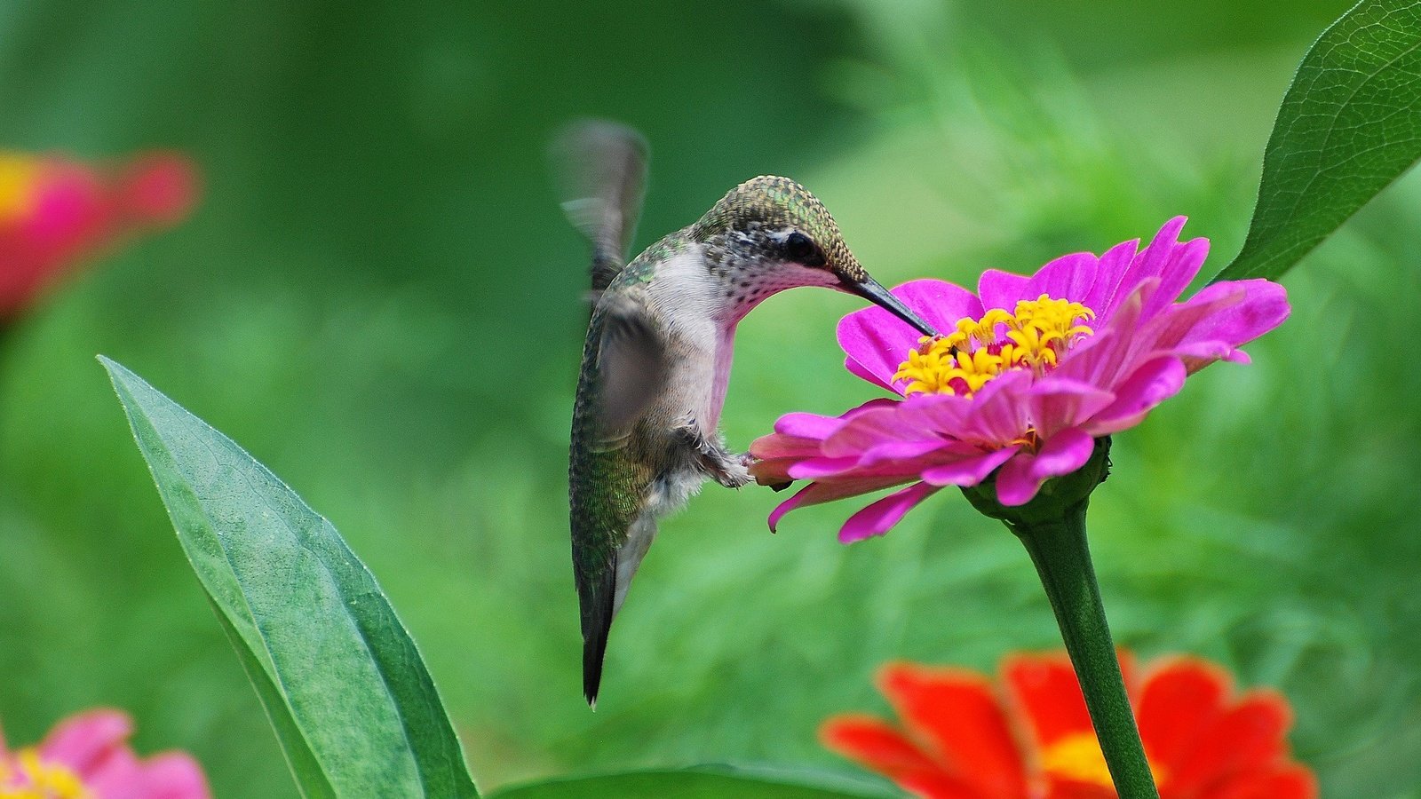 Обои цветы, птица, нектар, колибри, цинния, flowers, bird, nectar, hummingbird, zinnia разрешение 2048x1304 Загрузить