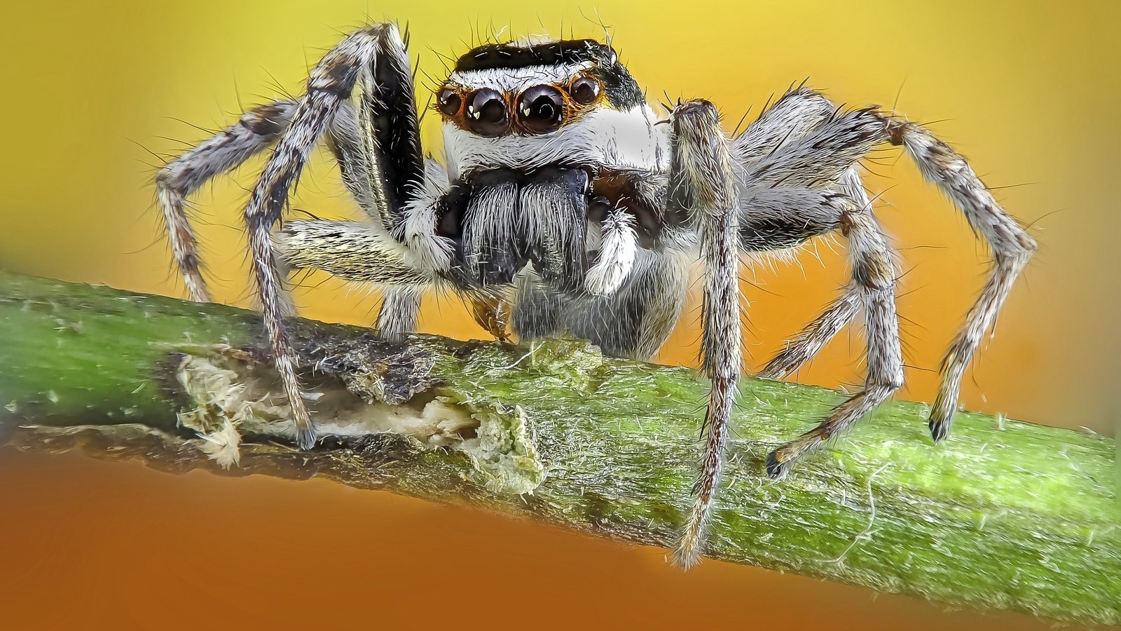 Обои природа, макро, фон, паук, nature, macro, background, spider разрешение 2048x1536 Загрузить
