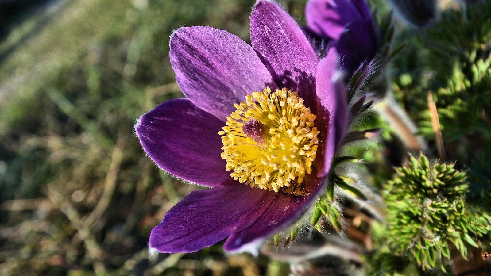 Обои макро, цветок, весна, анемон, сон-трава, прострел, macro, flower, spring, anemone, sleep-grass, cross разрешение 2048x1365 Загрузить