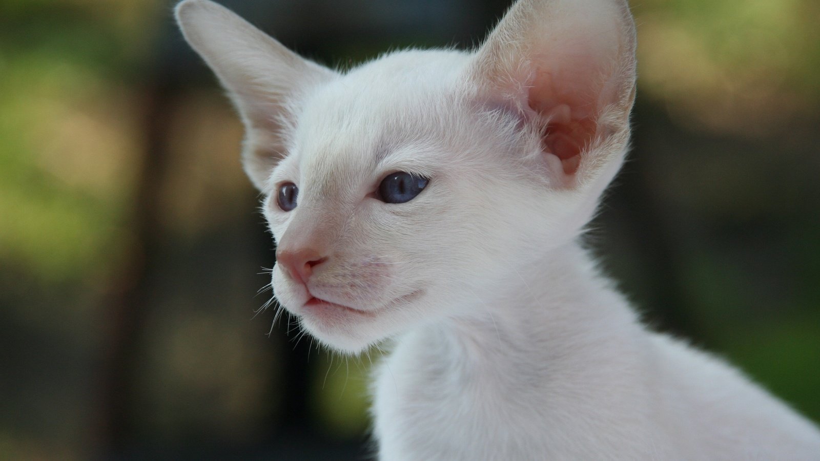 Обои кот, мордочка, кошка, взгляд, уши, сиамская кошка, cat, muzzle, look, ears, siamese cat разрешение 3456x2304 Загрузить