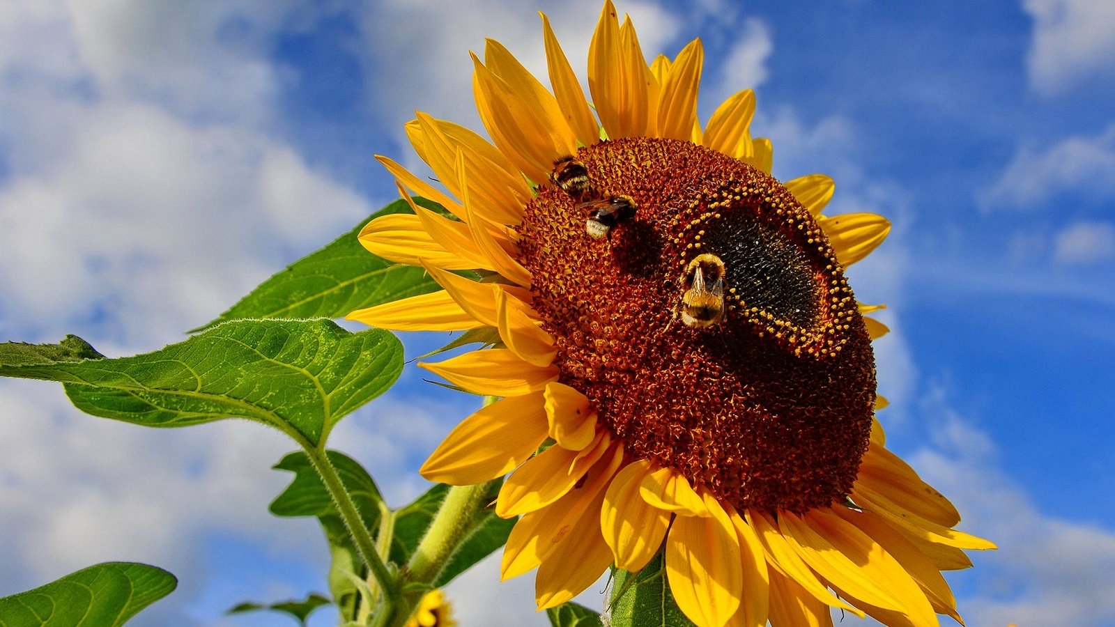 Обои небо, насекомое, цветок, подсолнух, пчела, шмель, the sky, insect, flower, sunflower, bee, bumblebee разрешение 1920x1080 Загрузить