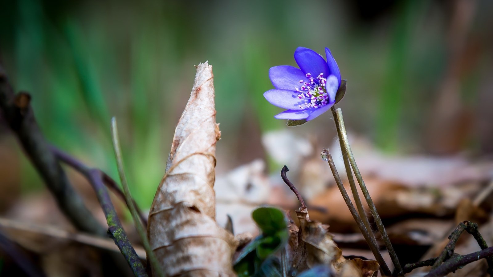 Обои природа, цветок, весна, печёночница, перелеска, nature, flower, spring, pechenocna, the coppice разрешение 1960x1278 Загрузить