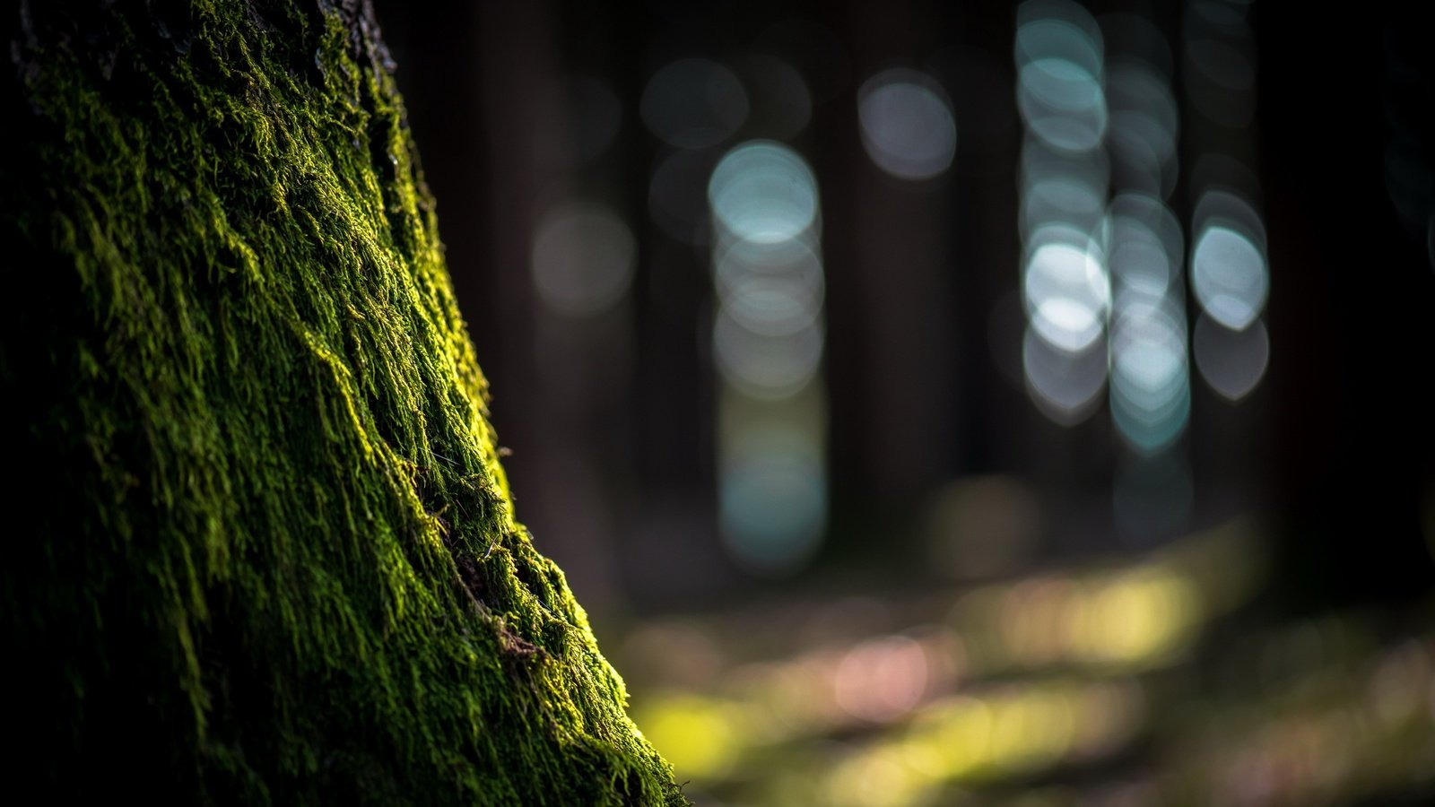 Обои природа, дерево, блики, мох, ствол, nature, tree, glare, moss, trunk разрешение 2560x1609 Загрузить