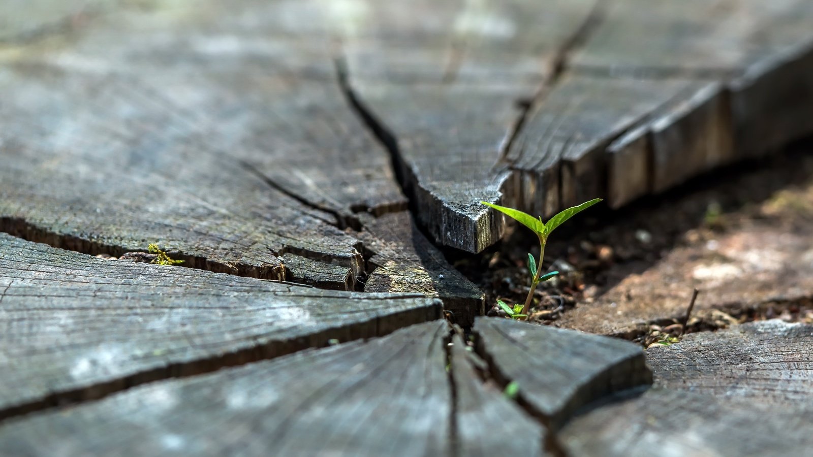 Обои природа, дерево, листья, росток, пень, nature, tree, leaves, rostock, stump разрешение 2981x1677 Загрузить