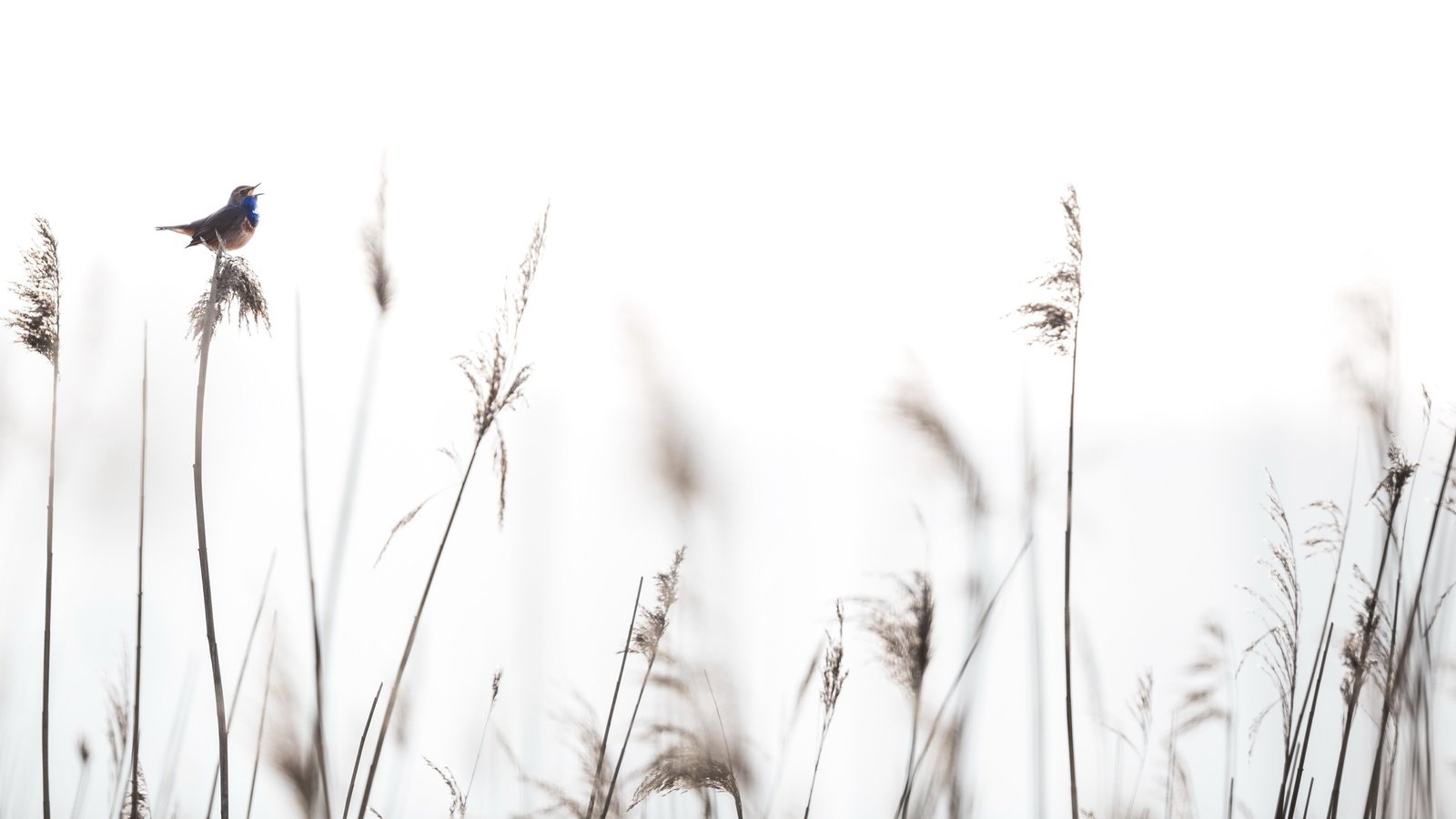 Обои трава, природа, фон, птица, колоски, grass, nature, background, bird, spikelets разрешение 3821x2139 Загрузить