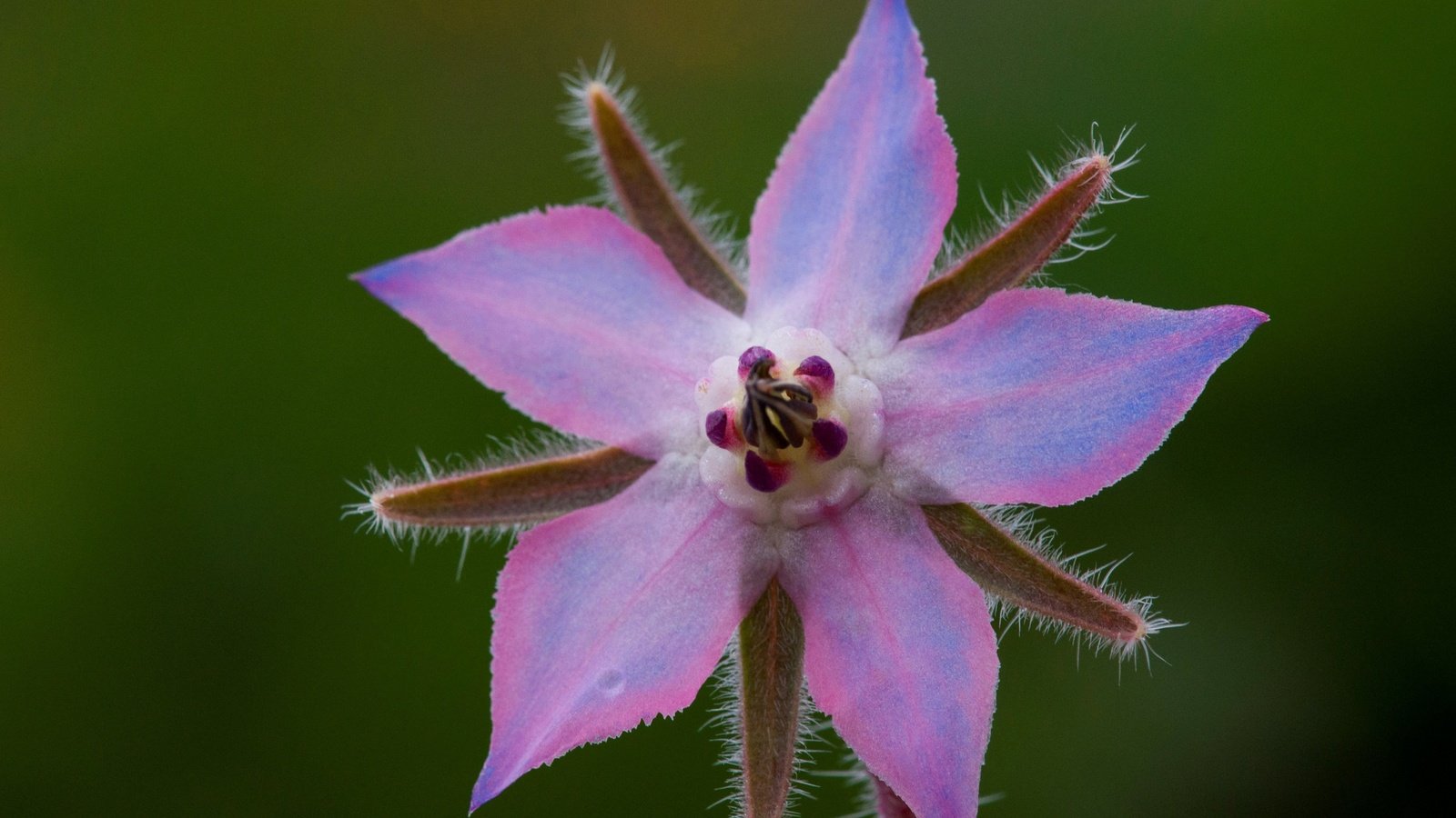 Обои природа, макро, лепестки, огуречник, огуречная трава, nature, macro, petals, borage разрешение 2880x1828 Загрузить