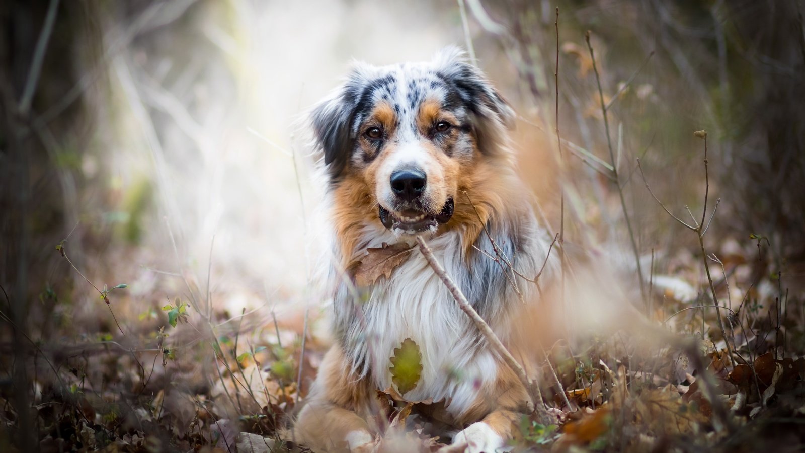 Обои природа, взгляд, собака, австралийская овчарка, аусси, nature, look, dog, australian shepherd, aussie разрешение 2560x1707 Загрузить