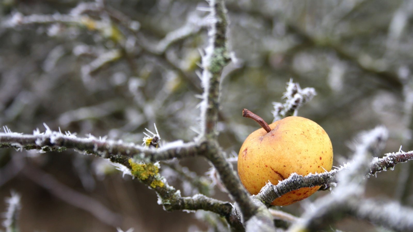 Обои природа, зима, ветки, иней, яблоко, nature, winter, branches, frost, apple разрешение 2048x1367 Загрузить