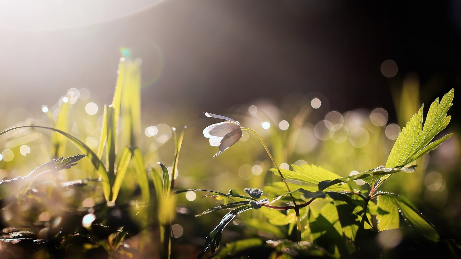 Обои пролеска, свет, трава, природа, макро, цветок, блики, весна, боке, scilla, light, grass, nature, macro, flower, glare, spring, bokeh разрешение 2560x1708 Загрузить