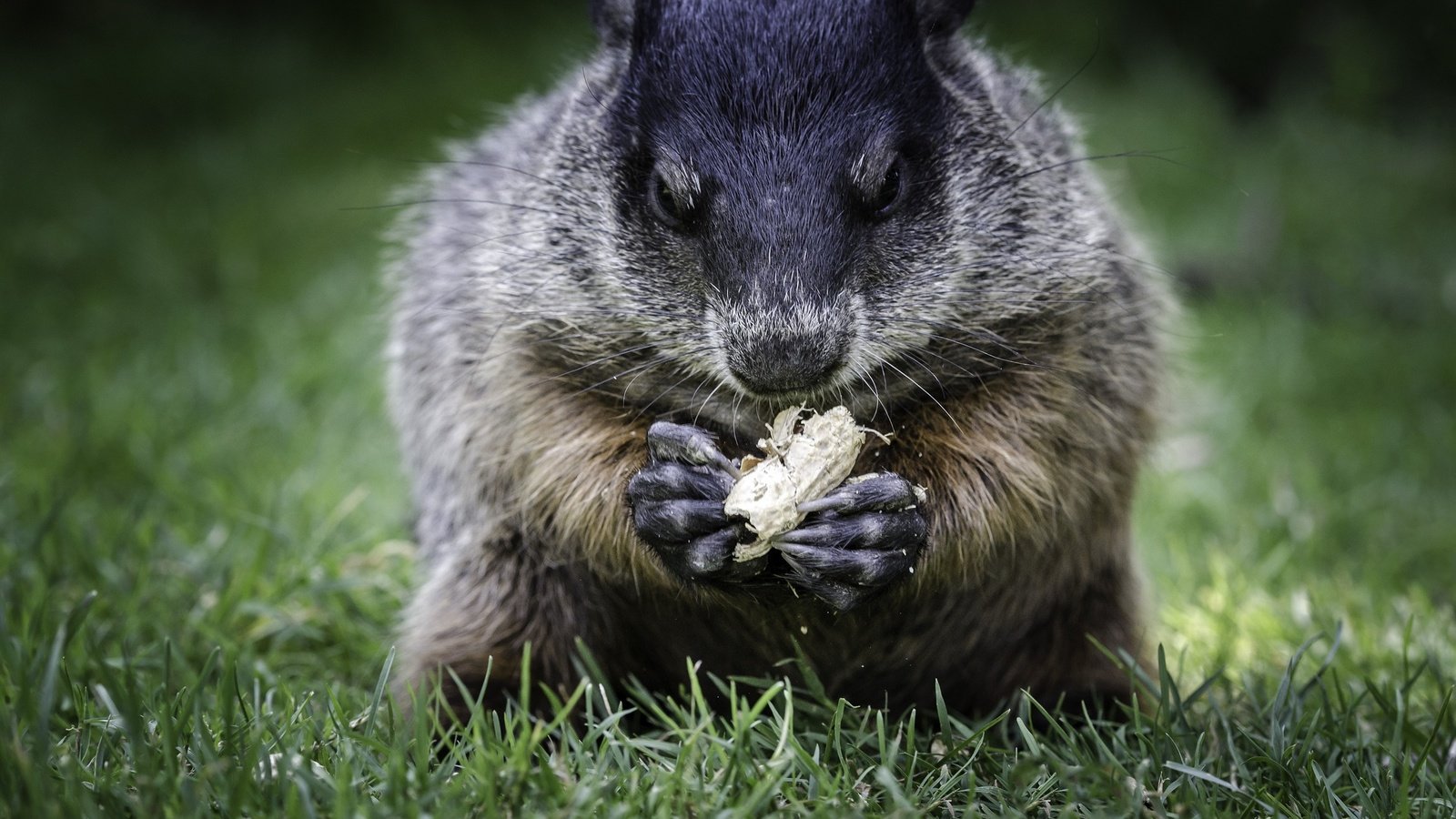 Обои трава, животное, орех, сурок, боке, grass, animal, walnut, marmot, bokeh разрешение 2048x1356 Загрузить