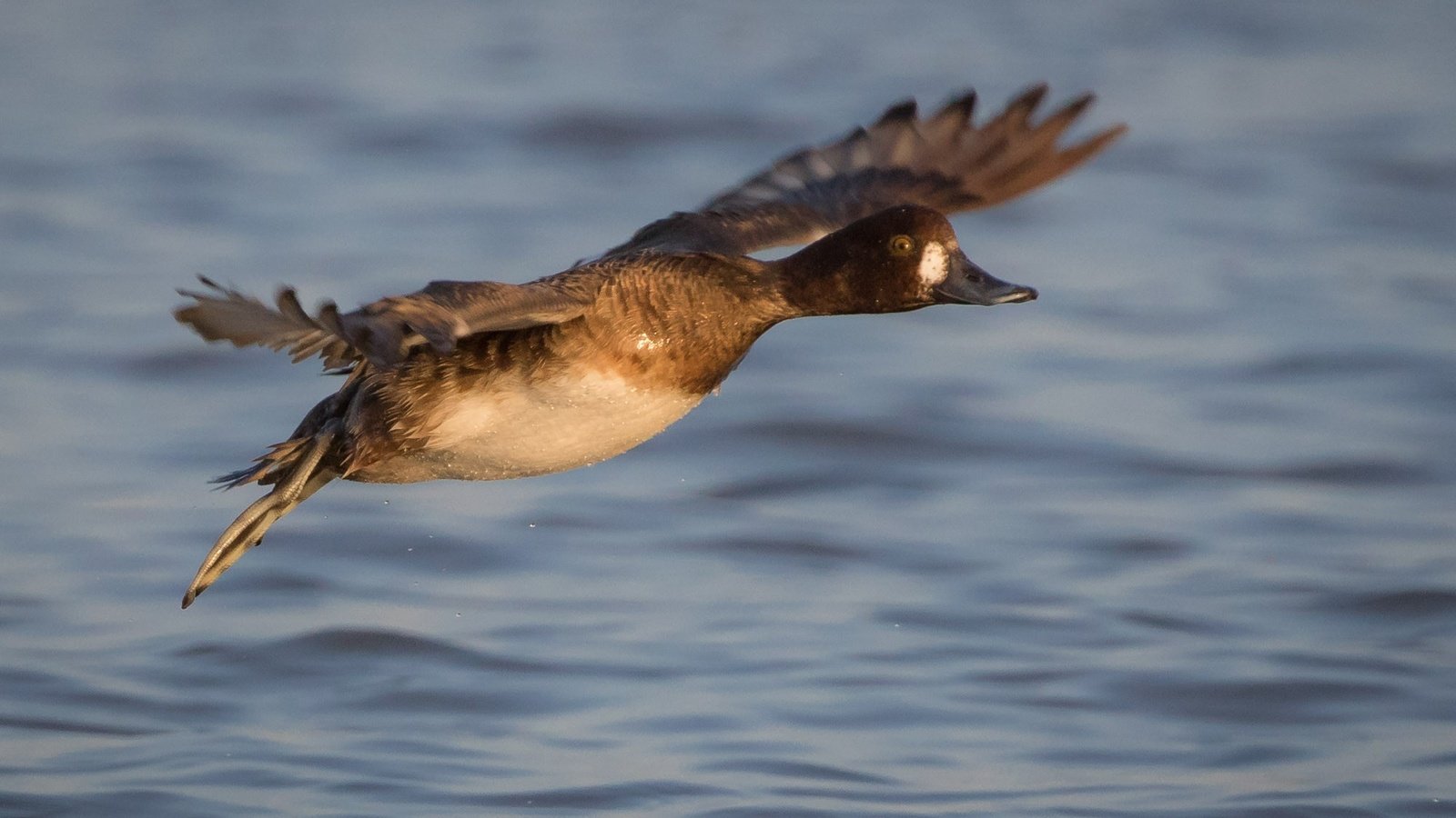 Обои вода, полет, крылья, птица, клюв, перья, утка, water, flight, wings, bird, beak, feathers, duck разрешение 2000x1333 Загрузить