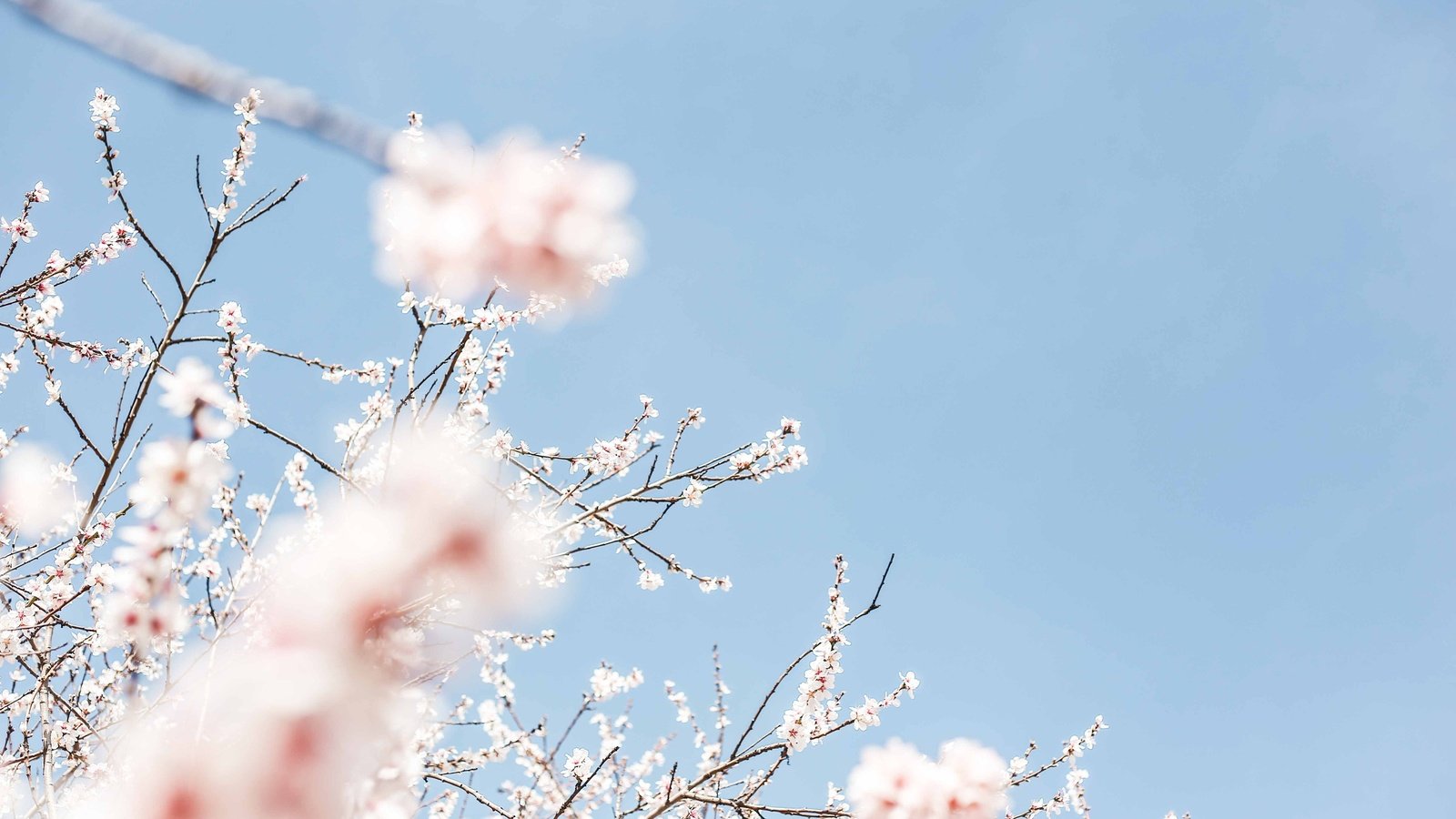 Обои небо, цветение, весна, вишня, the sky, flowering, spring, cherry разрешение 3840x2560 Загрузить