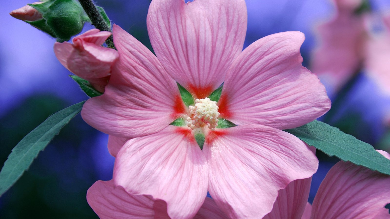 Обои цветок, лепестки, красота, розовый, примула, flower, petals, beauty, pink, primula разрешение 1920x1200 Загрузить